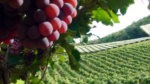 As tradições ancestrais, como a uva, também são valorizadas no turismo