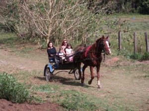 Passeio de Charrete