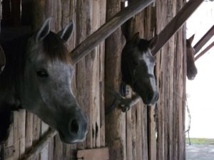 Cavalos do Haras